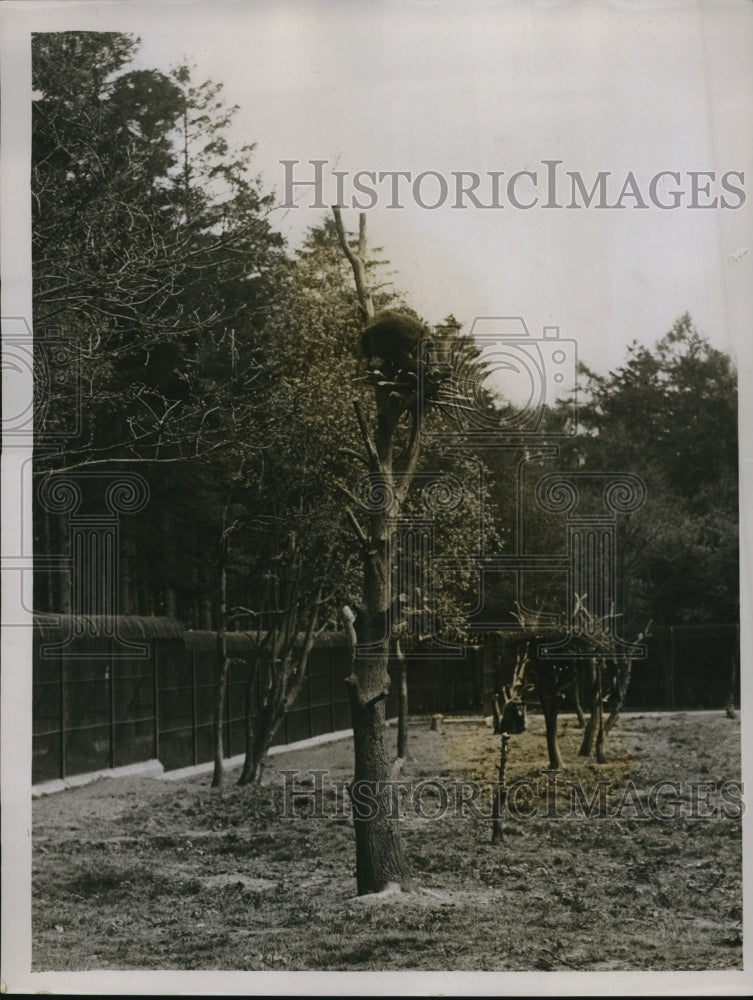 1931 Press Photo Part of Whipshade Zoo Showing Where the Bear Lives-Historic Images