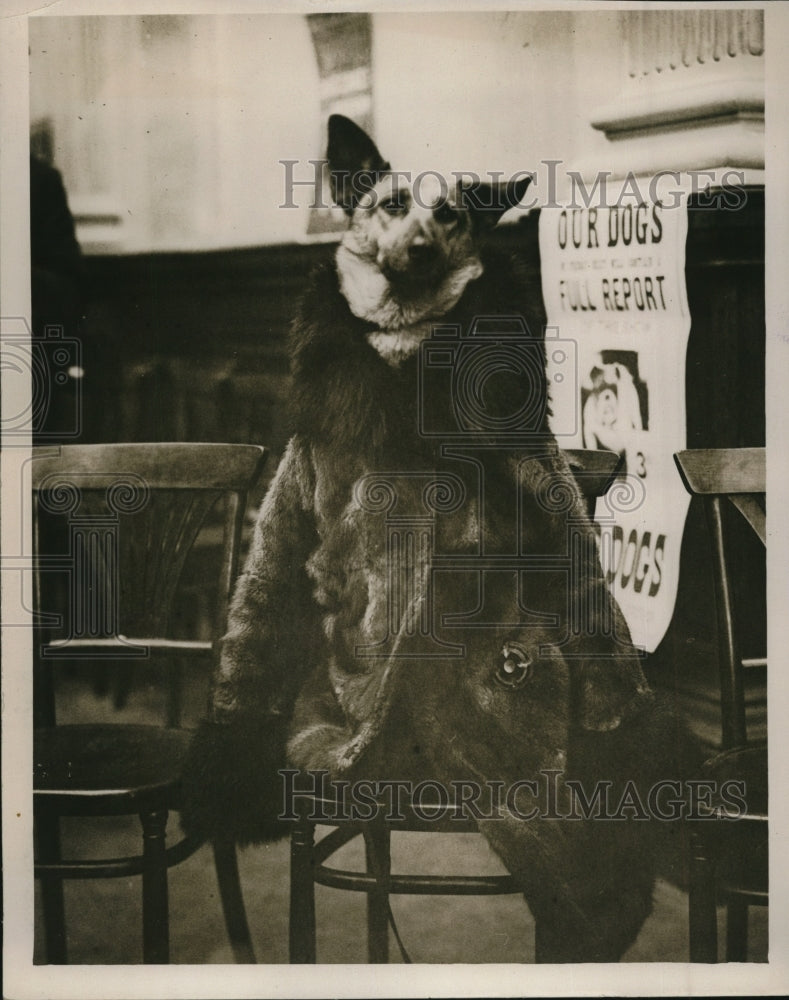 1930 Press Photo &quot;Me-Me&quot; Wearing Fur Coat Alsatian Dog Show, London - Historic Images