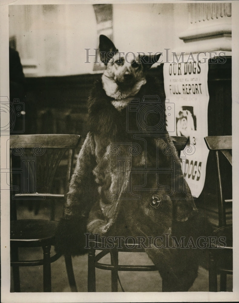 1930 Press Photo "Me-Me" Wearing Fur Coat Alsatian Dog Show, London - Historic Images