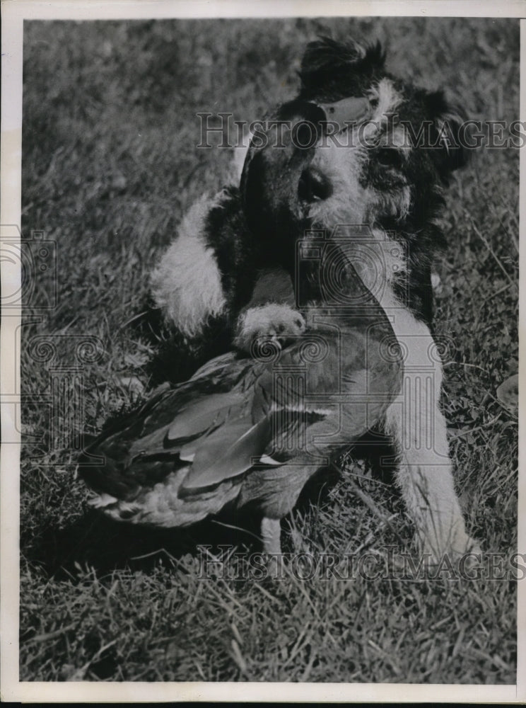 1938 Press Photo Panic a Wire Haired Terrier and Googoo Pet Mallard Duck - Historic Images