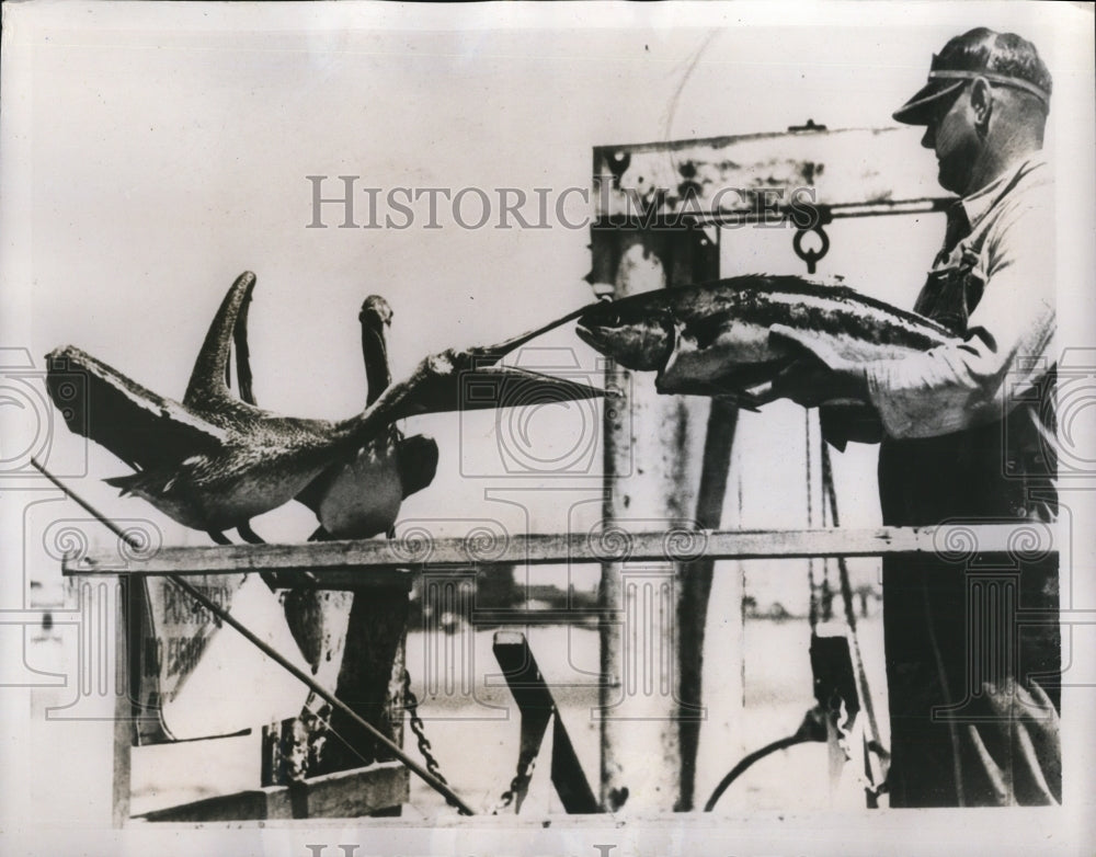 1937 Press Photo Pelican Bird Tires To Eat Giant Fish - Historic Images