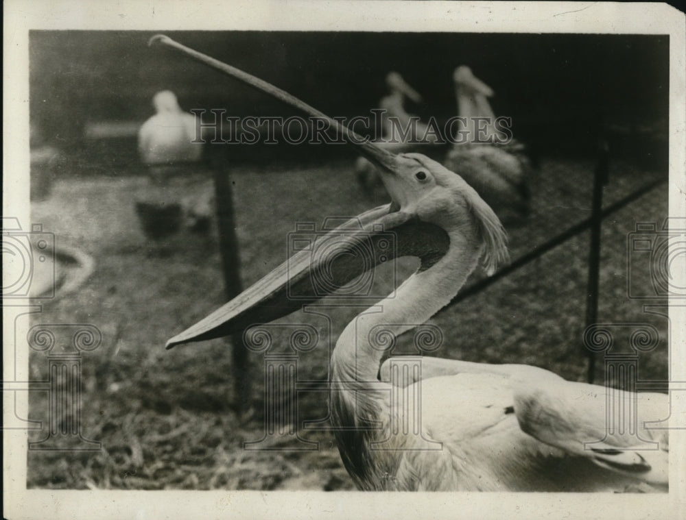 1929 Press Photo A Pelican at the London England Zoo - Historic Images