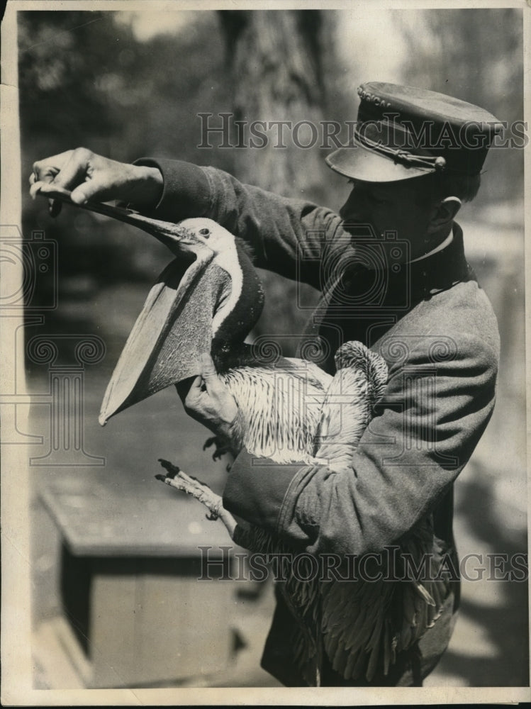 1924 Press Photo Pelican being taken out by keeper at NY Zoological Gardens - Historic Images
