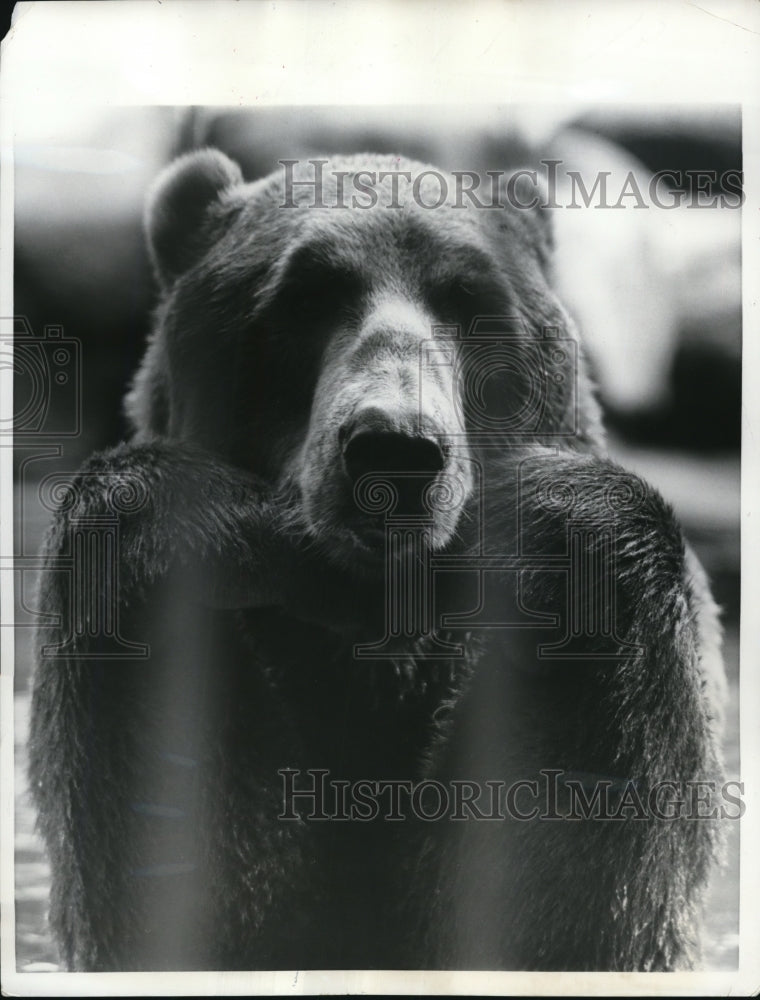 1957 Press Photo Bear at Washington zoo - Historic Images