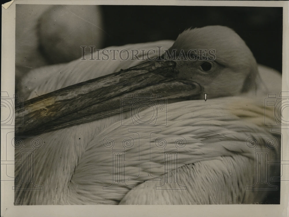 1922 Press Photo Pelican Bird At St James Park Zoo - Historic Images