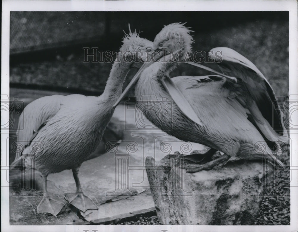 1955 Press Photo London England Zoo Pelicans - Historic Images