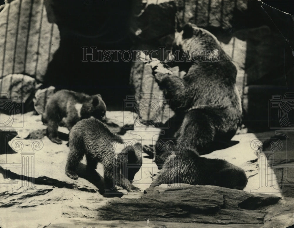 1923 Press Photo European bear &amp; cubs at Washington zoo - Historic Images