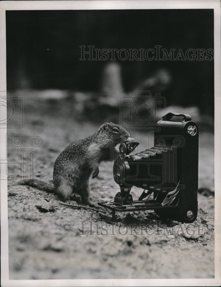 1938 Press Photo Little Native of Emerald Lake Got Right close up to a Nut - Historic Images