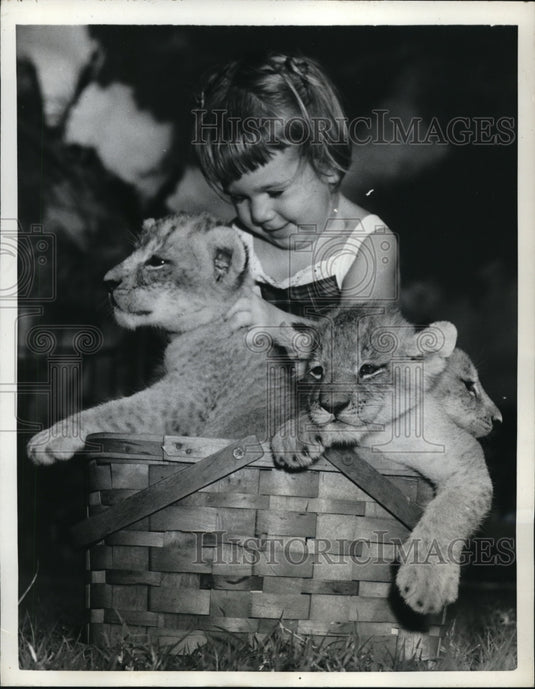 1951 Press Photo Patricia Holliman playing w/ lion cubs at Grandon Park Co Zoo - Historic Images