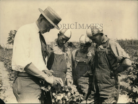1930 Press Photo County agricultural extensions agent showing amaged cotton ball - Historic Images