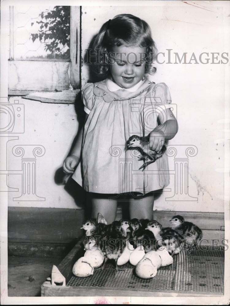 1956 Press Photo Robin Chadwick watching hatched turkey poults in Albany NY - Historic Images