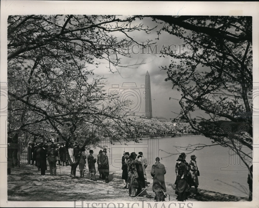 1940 Press Photo The cherry blossoms bloom in Washington - Historic Images