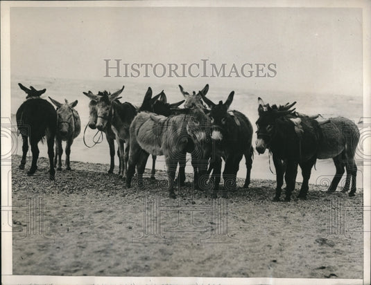 1936 Press Photo Patient donkeys waiting for kiddies ta take a ride at Melbourne - Historic Images