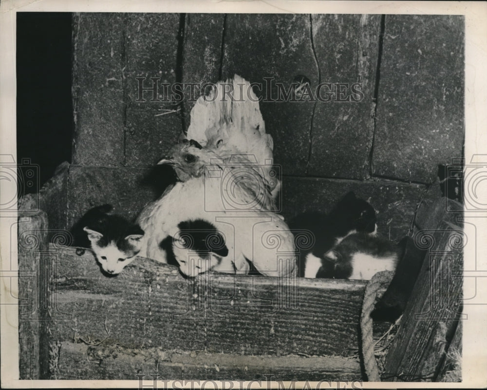 1948 Press Photo Wise looking hen mothering brood of kittens - Historic Images