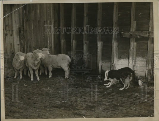 1933 Press Photo Dog Jean rounds up sheep at Princeton Mass - Historic Images
