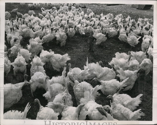 1947 Press Photo Carl Singers & White Holland Turkeys at Adam Guth Turkey Farm - Historic Images