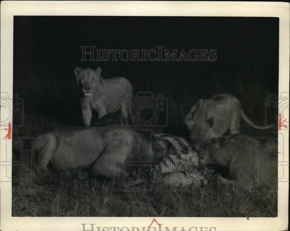 1928 Press Photo lions feasting on zebra kill outside Patterson&#39;s Boma - Historic Images