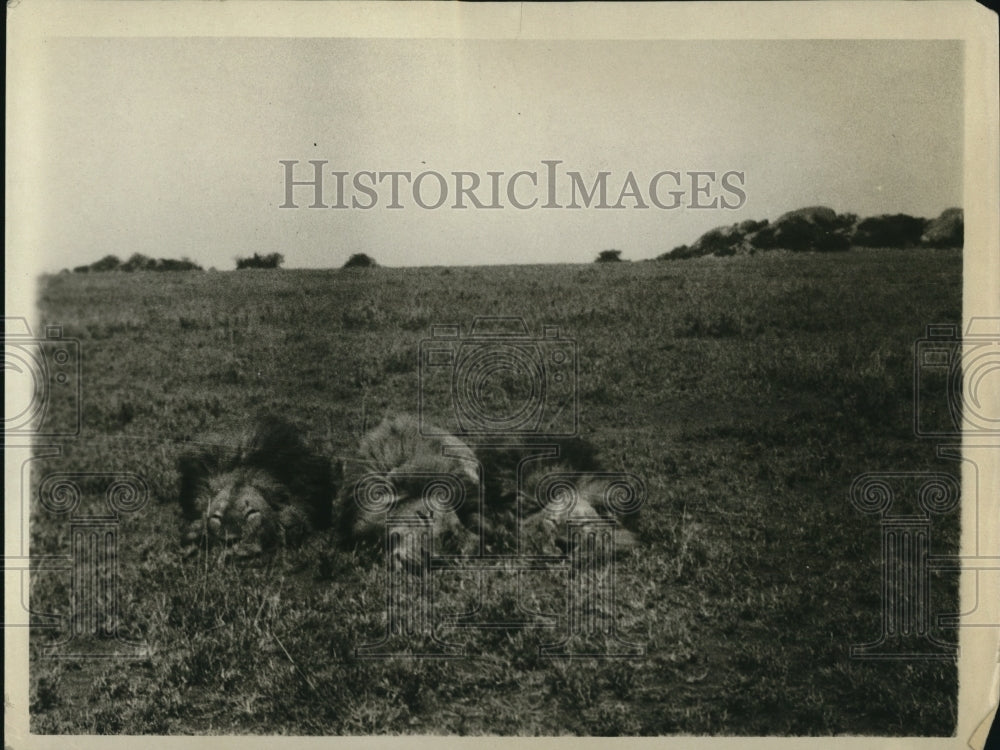 1926 Press Photo Dead Lions-Historic Images