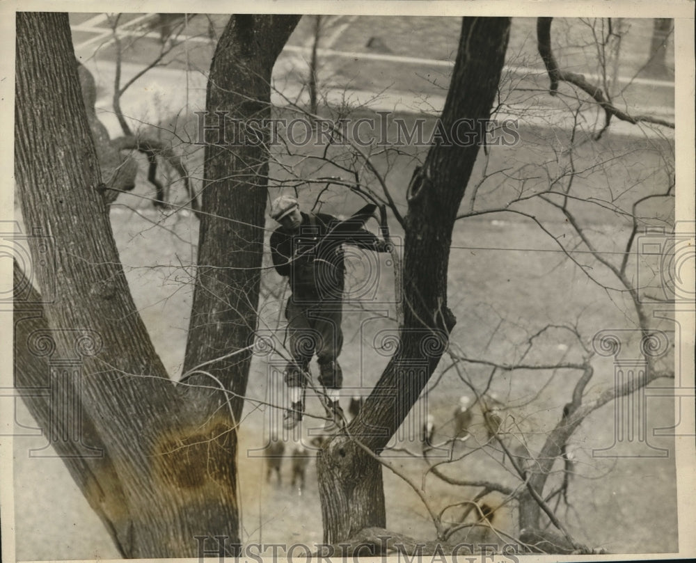 1925 Press Photo Tree Surgeon Climbs Historic Wethersfield Elm, Connecticut-Historic Images