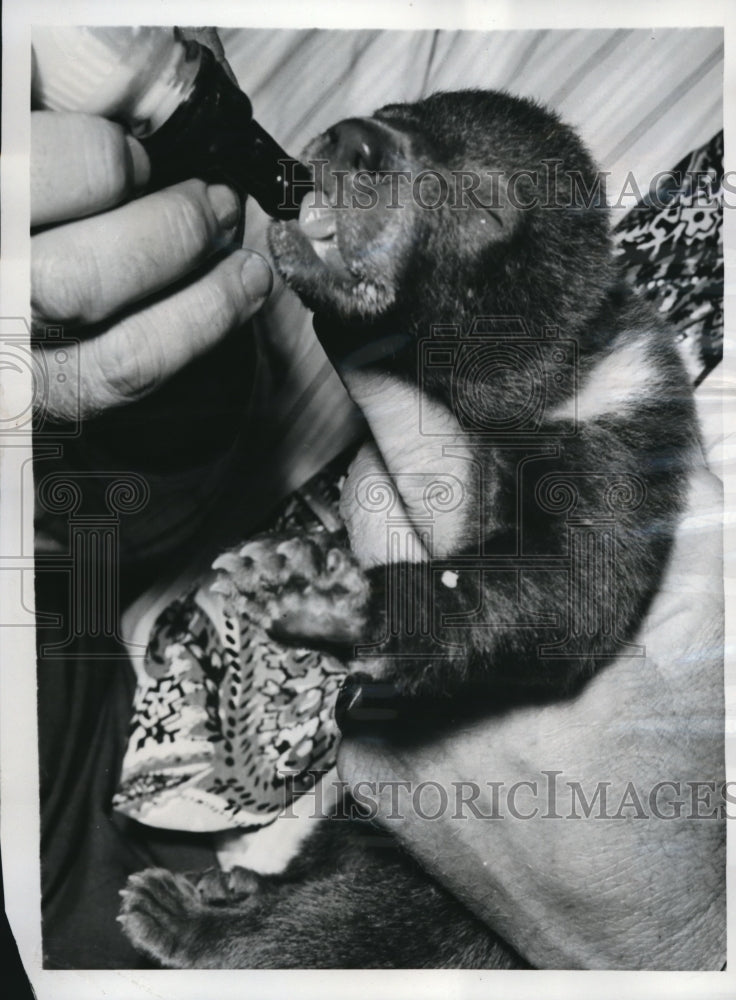 1950 Press Photo Wash DC hybrid bear cub hand fed  by attendant - Historic Images