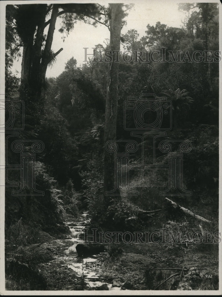 1926 Press Photo A NewZealand creek running thru some woods-Historic Images