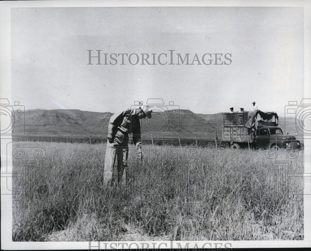 1949 Van Horn Texas JW Shannon foreman of farm &amp; long grass field - Historic Images