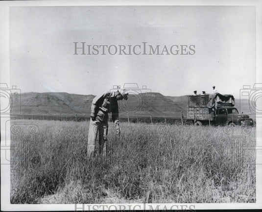 1949 Van Horn Texas JW Shannon foreman of farm & long grass field - Historic Images