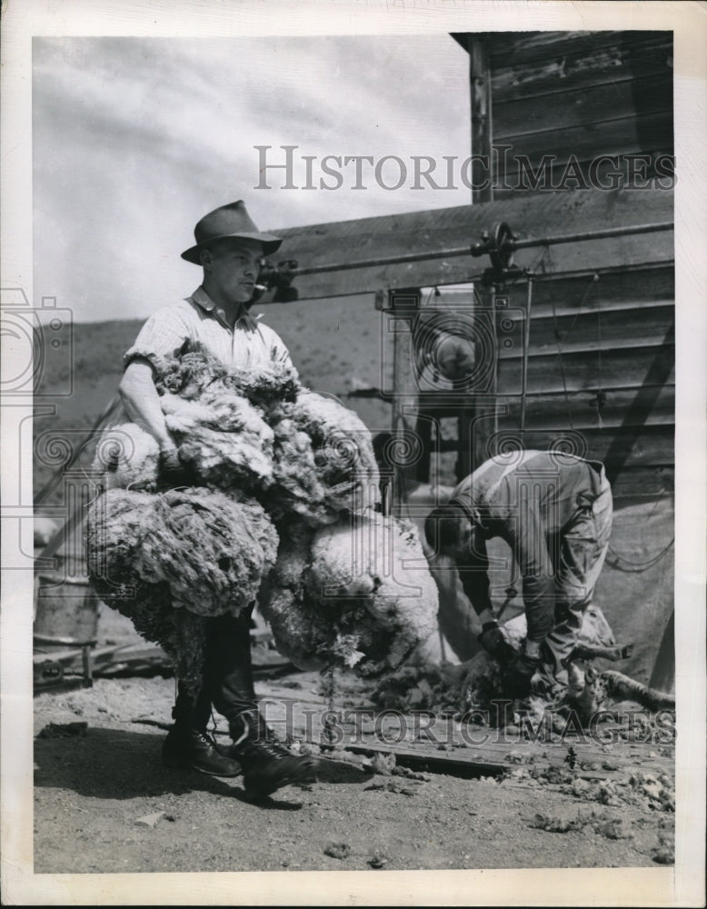 1949 Press Photo Rancher Carries Fleeces To A Truck For Bagging-Historic Images