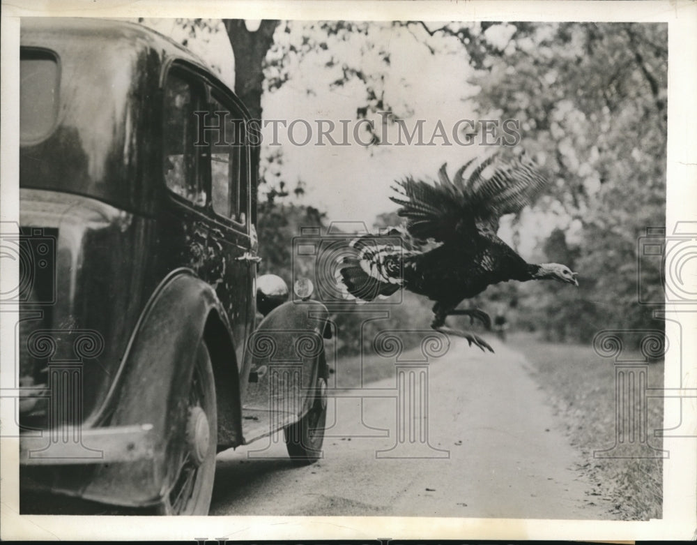 1943 Press Photo Turkey saving himself for Thanks Giving dinner- Historic Images