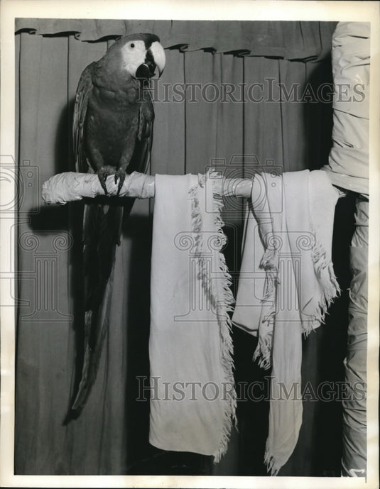 1941 Press Photo Parrot, "Einstein Lipstick" declares experiment complete-Historic Images