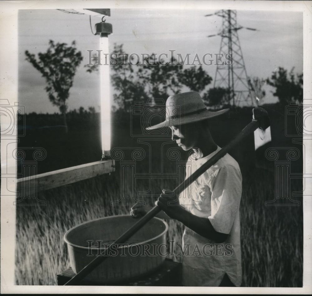 1946 Press Photo Japanese Farmer Examines Insect Protecting Rice Field From Bugs-Historic Images