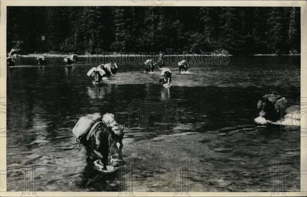 1930 Flathead river  pack horses in Glacier Natl Park in Mont-Historic Images