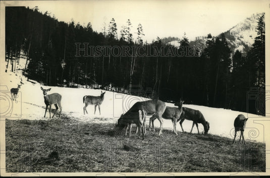 1930 Deer grazing in Glacier National Park in Mont-Historic Images