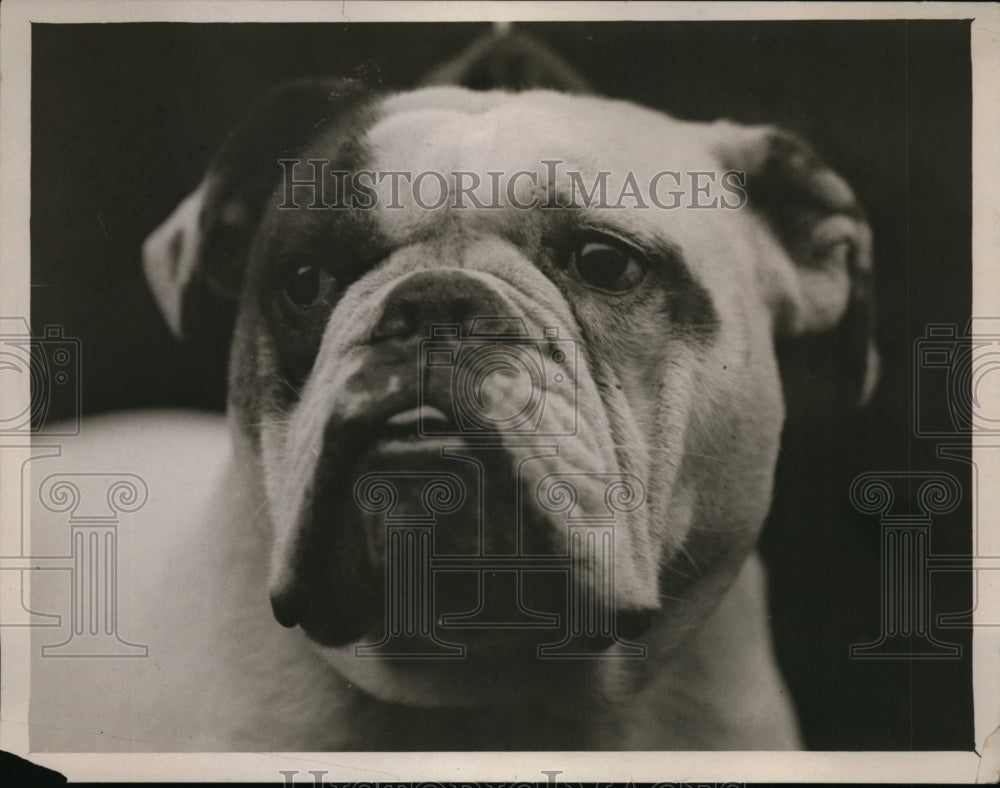 1929 Capt B Wheeler&#39;s bulldog at London Show-Historic Images