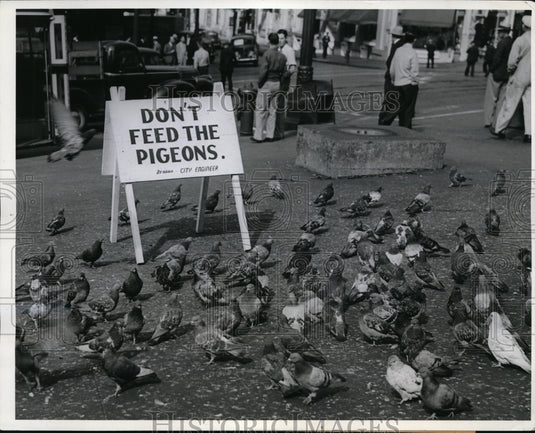 1942 Seattle Wash pigeons & sign to not feed them-Historic Images