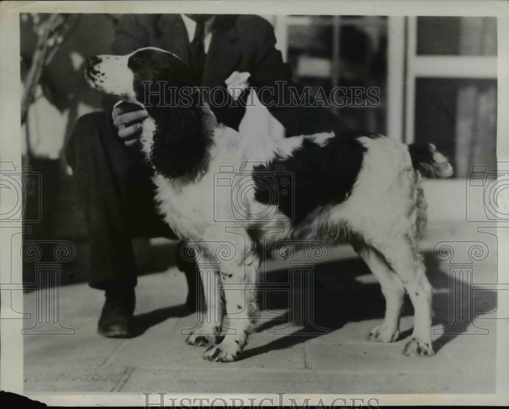 1935 Sweet Sally English Springer spaniel of Henry M Hammond of Ill - Historic Images