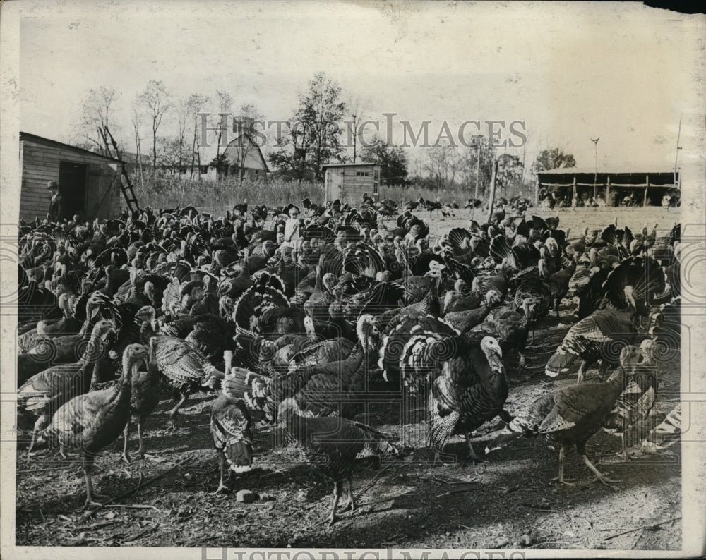 1933 Mary Ann Carter age 3 & turkeys at Darby Farm in Md - Historic Images