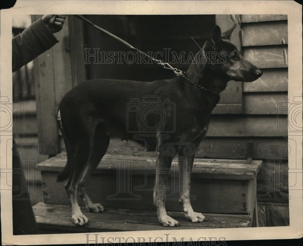 1927 Press Photo Rinnie a Rudi Doune dog with his owner - nex85786-Historic Images