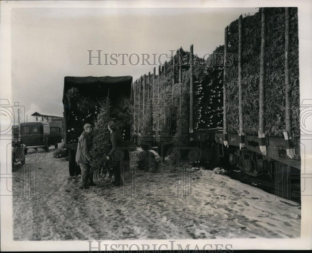 1938 Press Photo Christmas Trees Being Loaded During Annual Harvest in Maine-Historic Images