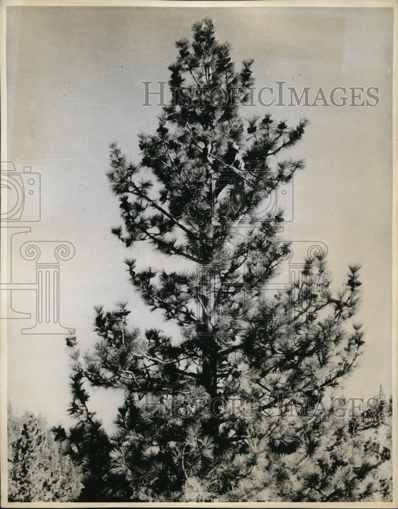 1938 Harvesting Pine Cones Grown from Artificial Pollination - Historic Images