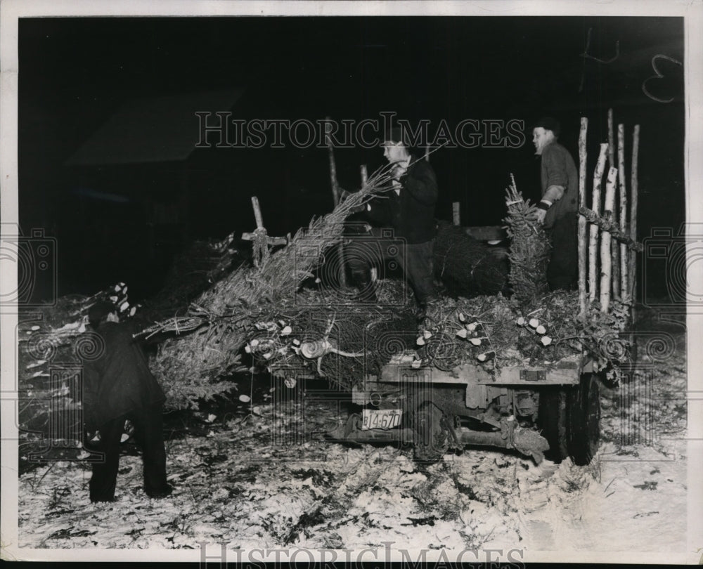 1937 Christmas Trees from Various Farms in New Hampshire - Historic Images