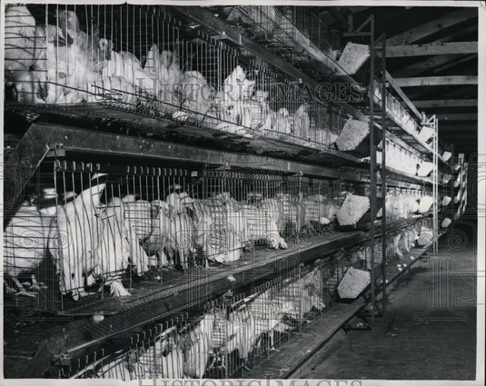 1960 Press Photo Chickens in Cages Sealed with Goodyear Pliogrip 12 3 Caulk-Historic Images