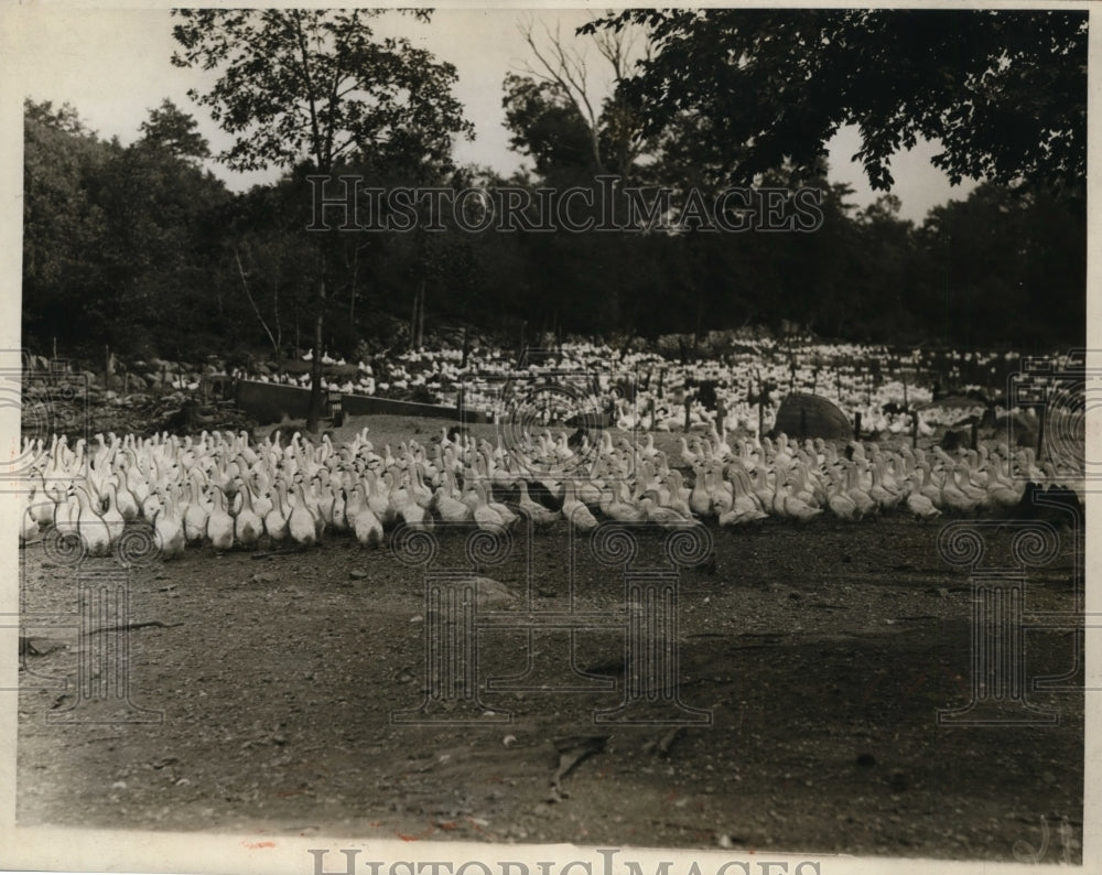1926 Press Photo Weber Duck Inn of Wrenthen Massachusetts 85,000 Ducks - Historic Images