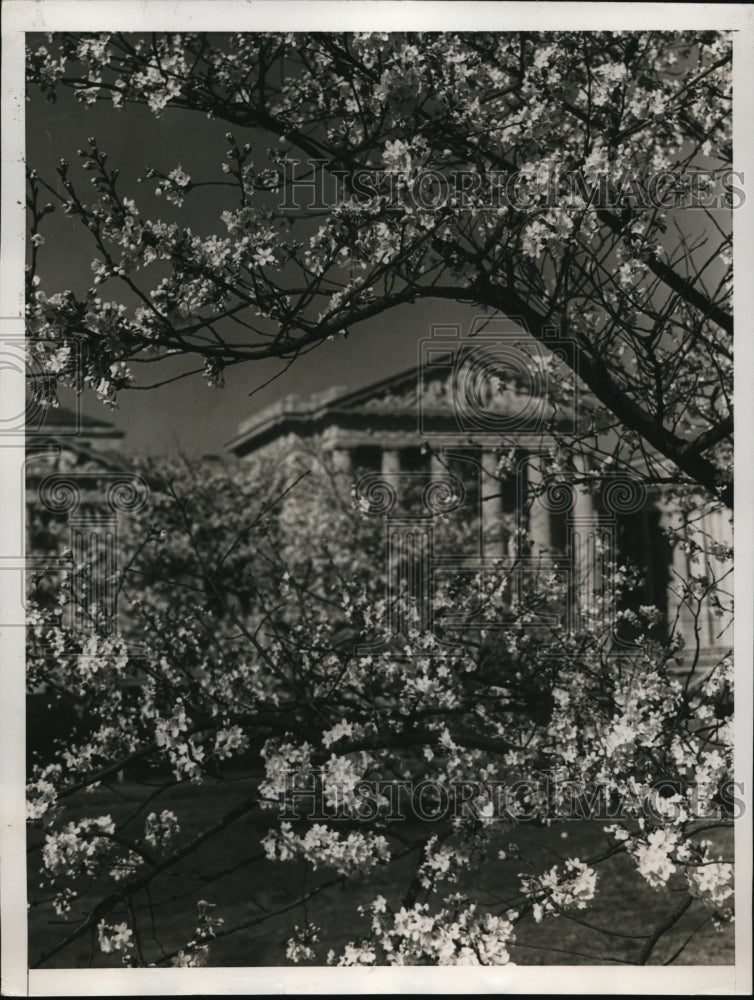 1938 Press Photo The Labor Department Building Hidden In Cherry Blossoms - Historic Images