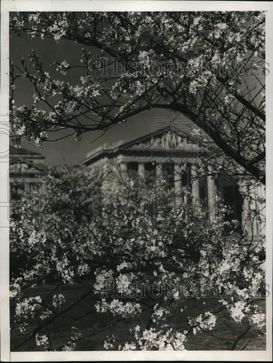 1938 Press Photo The Labor Department Building Hidden In Cherry Blossoms - Historic Images
