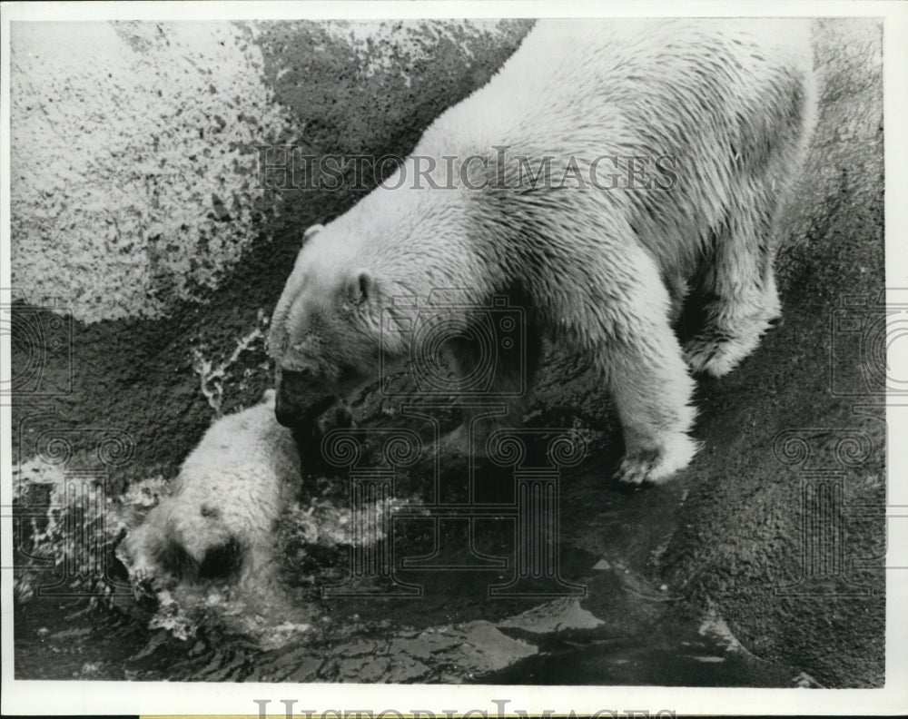 1971 Polar Bears Sally &amp; Her Cub Triplet at London&#39;s Zoo  - Historic Images