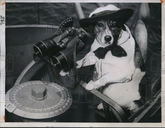 1945 Press Photo Soogie, a dog on a Coast Guard combat cutter - ney08752 - Historic Images