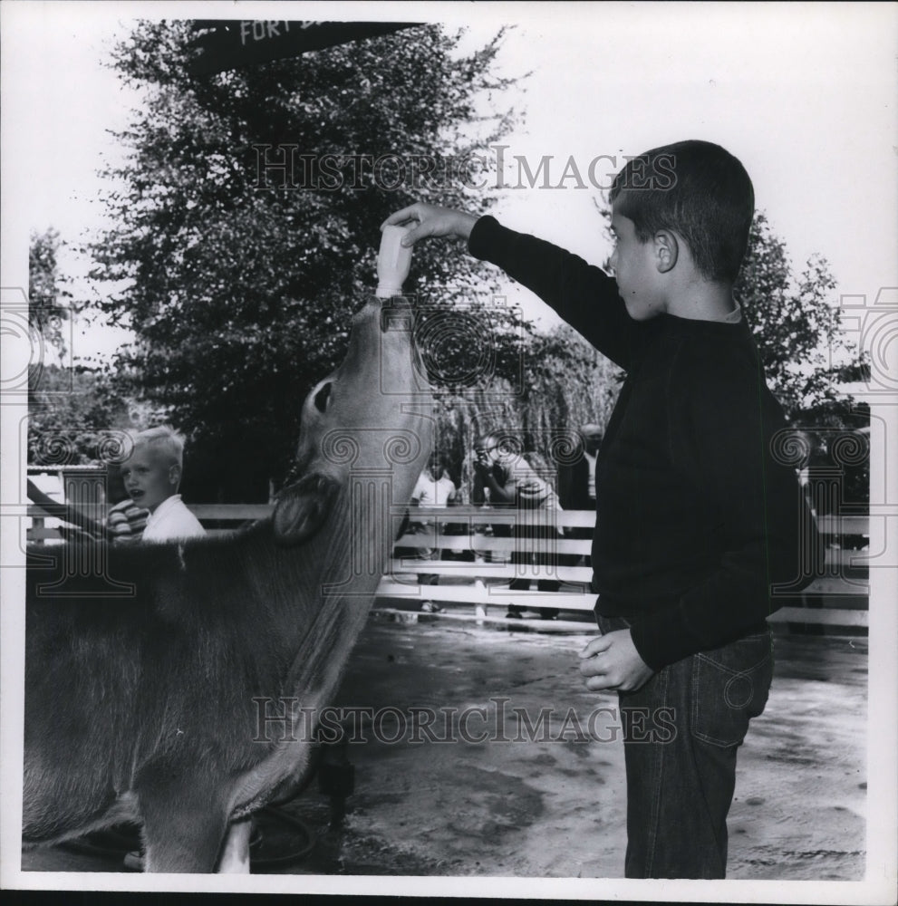 Boy Bottle-Feeding Calf at Fort Dells, Wisconsin-Historic Images