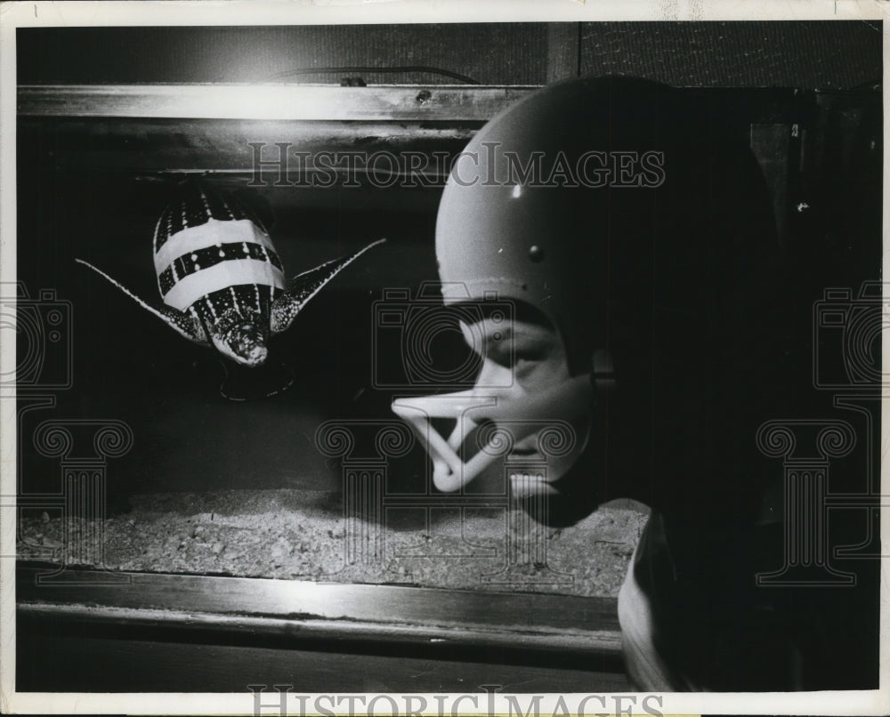 1967 Aquarium curator Warren Zeiller with baby loggerhead turtle - Historic Images