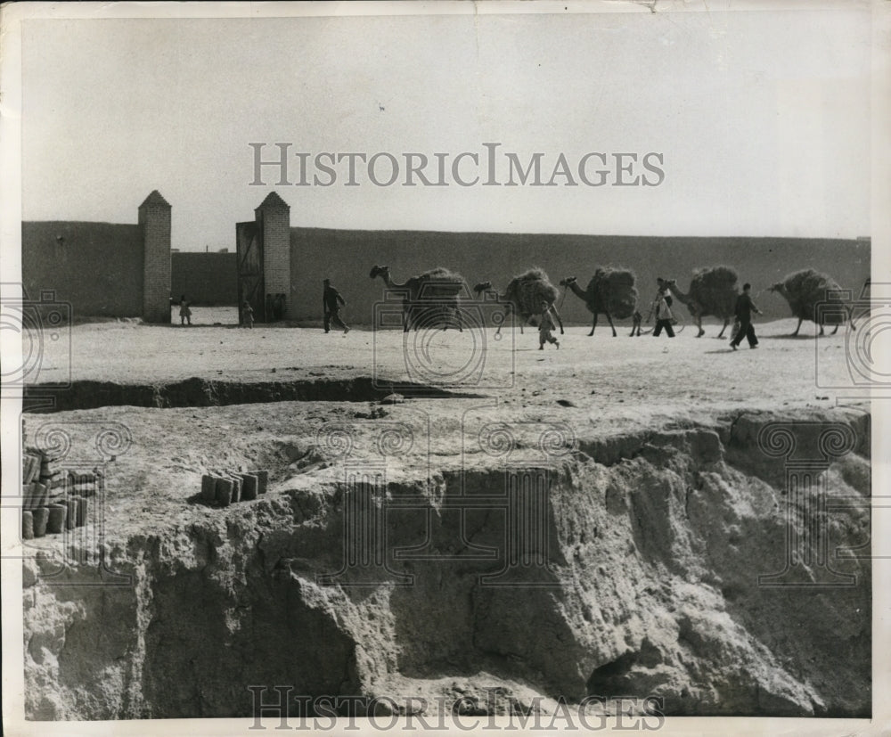 1951 Press Photo Camels and donkeys are main transportation in Old Teheran, Iran-Historic Images